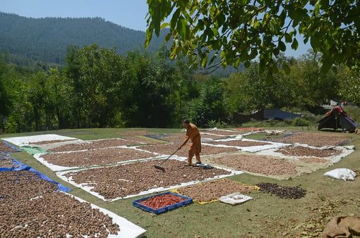 Kashmir’s Walnut Harvest: A Season of Hope and Hardship