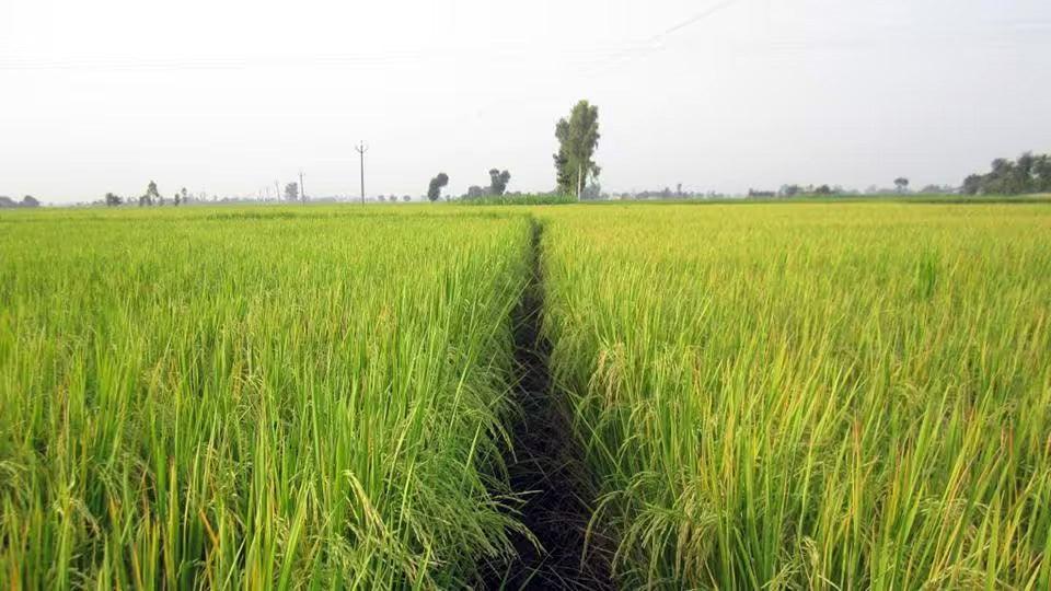Jammu Basmati Rice: Discover the Historical Gem of RS Pura at Hamiast