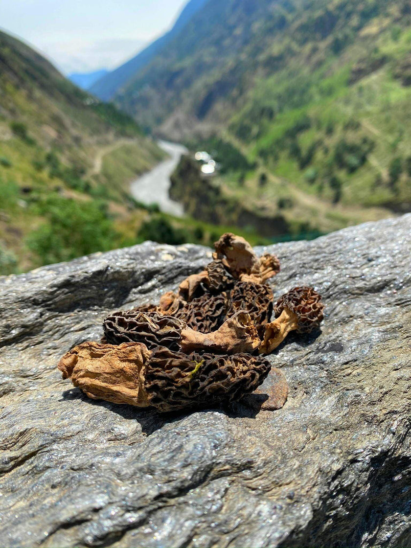 Alif Himalayan, Kashmiri Morel Mushrooms Morchella, Gucchi 25g - Hamiast