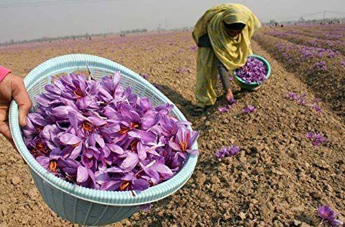 Alif Premium Kashmiri Saffron 1 gm Pure, Perfect Color, Fragrant A+ Grade - Hamiast