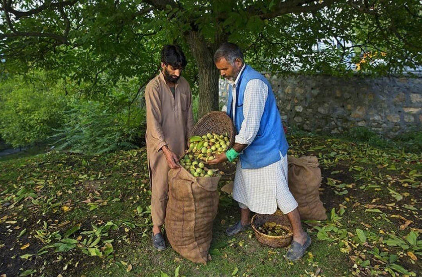 Hamiast Kashmiri Walnuts, Hand Curated Premium Kernels, Aakhrot Giri 500g - Hamiast