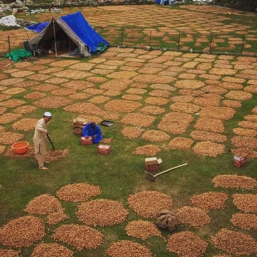 Hamiast Kashmiri Walnuts, Hand Curated Premium Kernels, Aakhrot Giri 500g - Hamiast