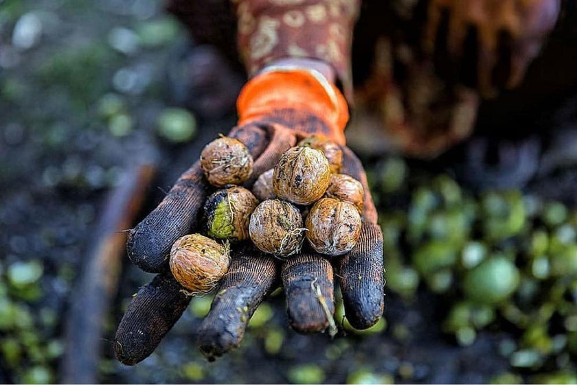 Hamiast Kashmiri Walnuts, Hand Curated Premium Kernels, Aakhrot Giri 500g - Hamiast