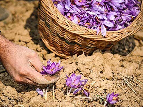 Alif Premium Original Shahi Kishtwar Jammu Mongra Saffron/Kesar Rare 100% Pure & World's Finest Kesar - Hamiast