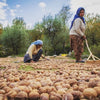 Hamiast Kashmiri Walnuts, Hand Curated Premium Kernels, Aakhrot Giri 500g