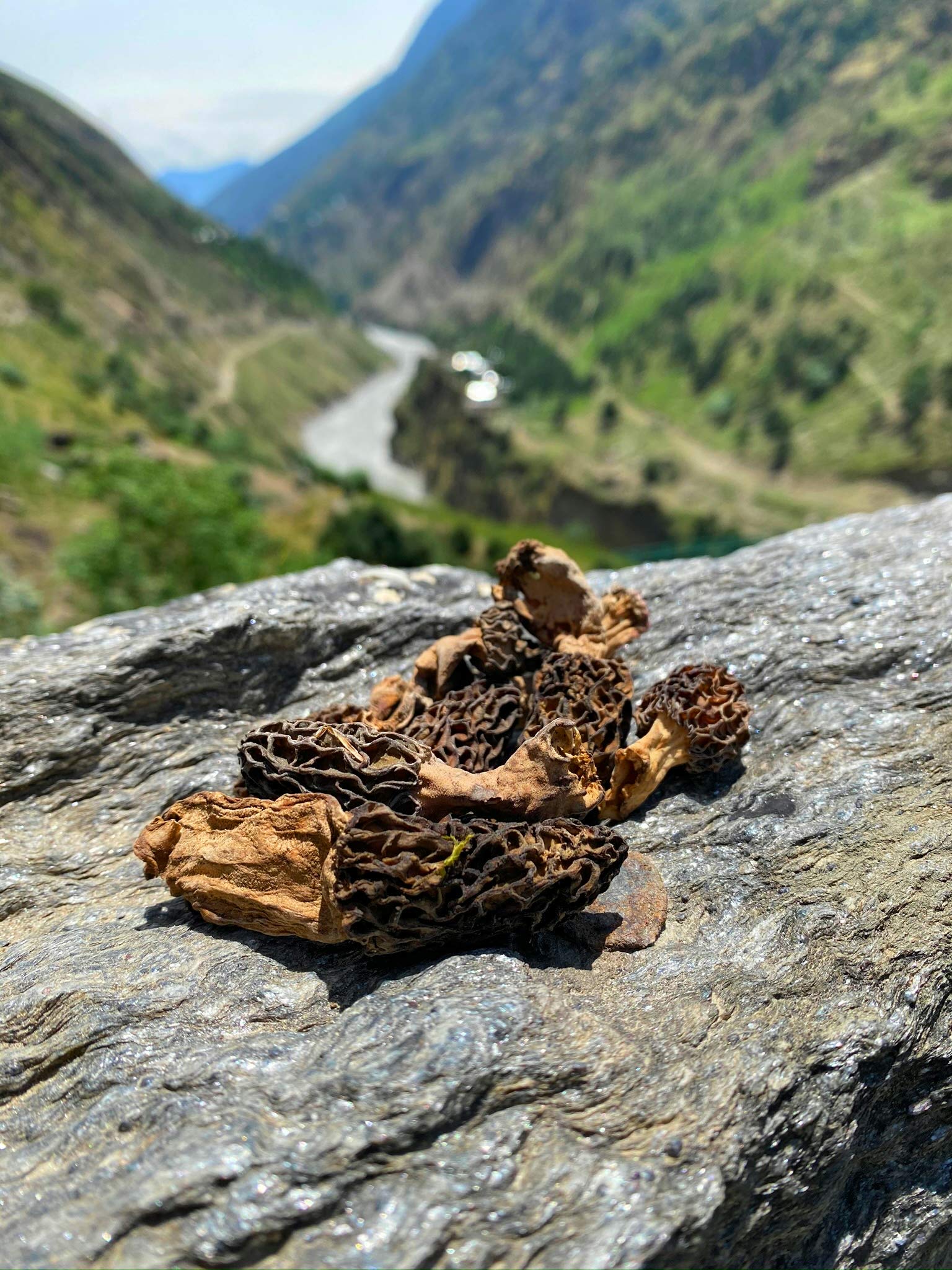 Alif Himalayan, Kashmiri Morel Mushrooms Morchella, Gucchi 25g